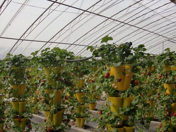 什么是立體栽培？