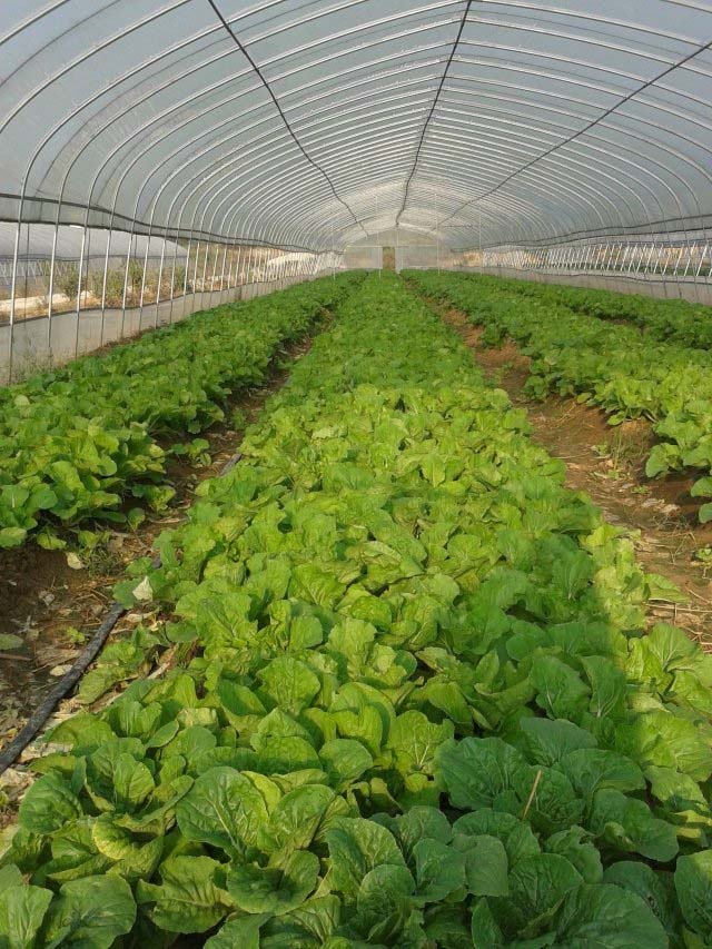 蔬菜簡易單棟大棚圖片2