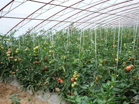 西紅柿大棚