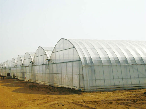 簡易薄膜連棟溫室大棚圖片