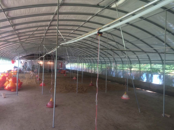 2016新式蛋雞養殖大棚高清圖片