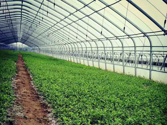 簡體大棚圖片(含噴灌設施)橢圓形大棚管圖片 簡體大棚圖片(含噴灌設施)橢圓形大棚管圖片