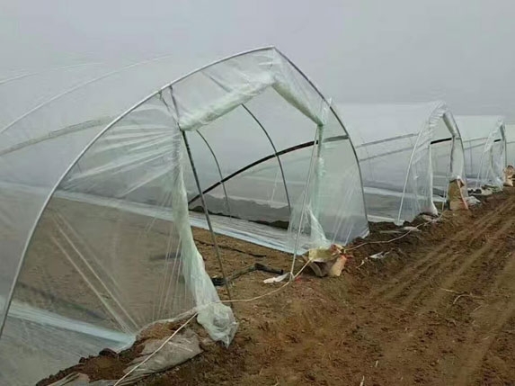 簡易大棚高清圖片