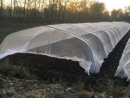 簡易拱棚大棚圖片