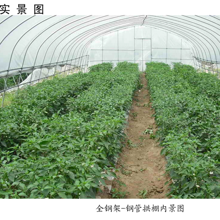 簡易拱棚高清實(shí)景圖