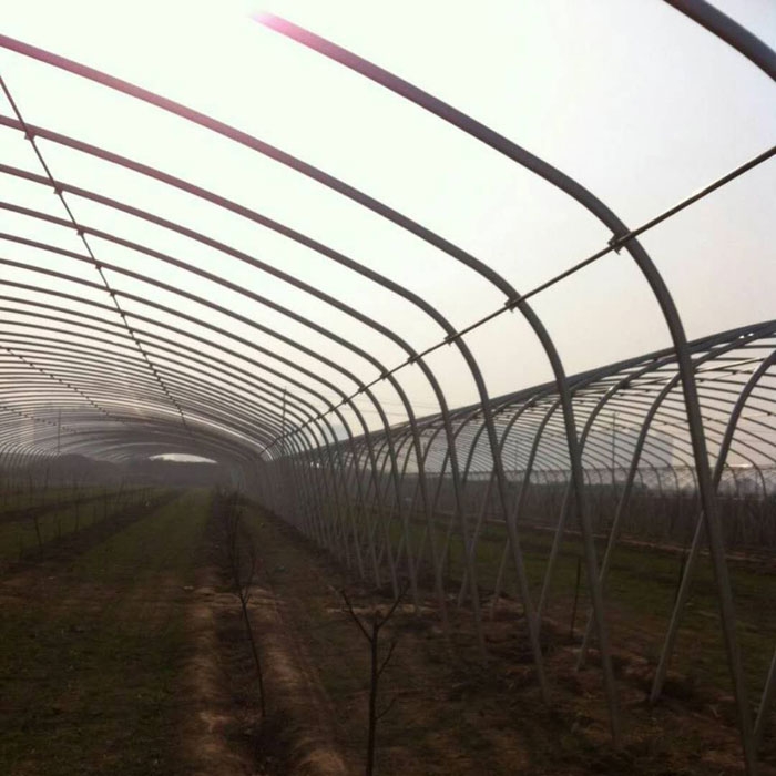 橢圓管大棚高清圖片之棚內結構 橢圓管大棚高清圖片之棚內結構