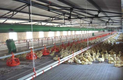 養殖大棚圖片 養殖大棚圖片