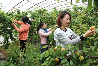 大棚采摘 大棚采摘