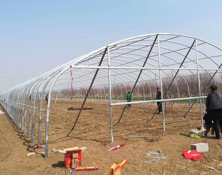 橢圓管蔬菜大棚高清圖片