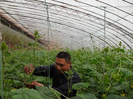 蔬菜大棚拉秧圖片