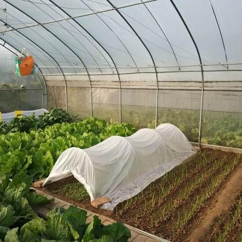 地膜加小拱棚圖片